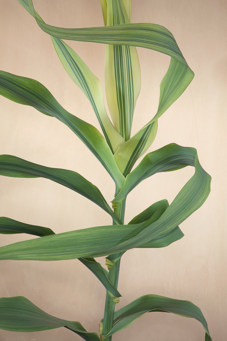 Arrundo donax variegata 4032