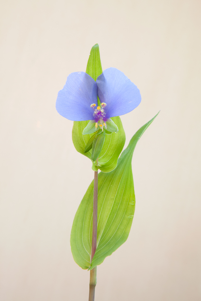 false_dayflower_5837