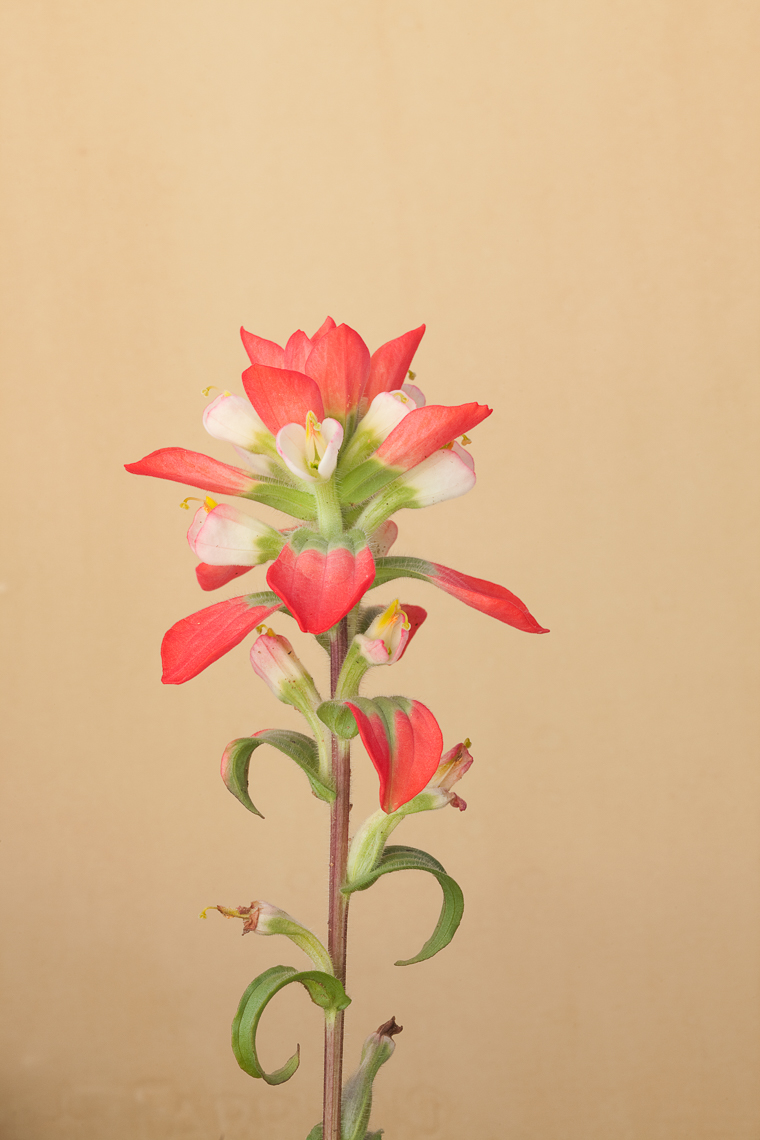 indian _paintbrush_9707