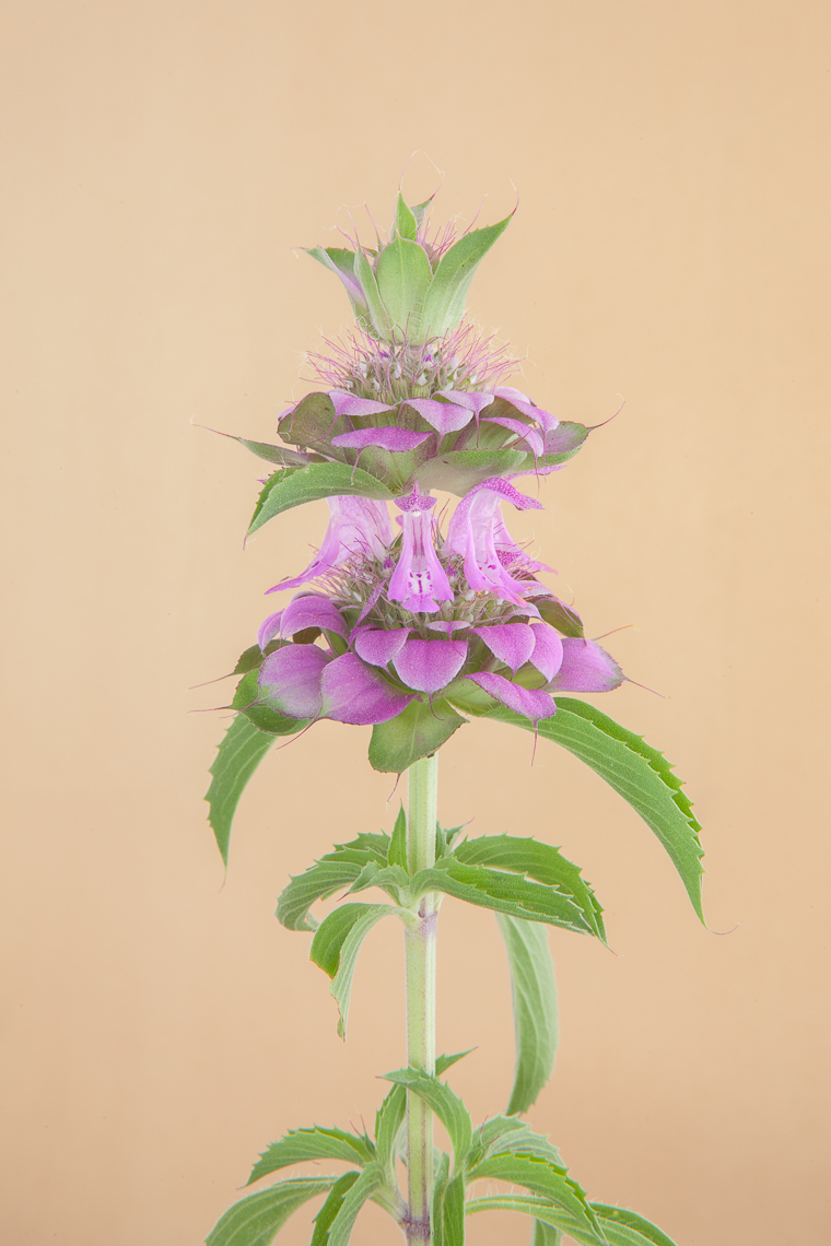 purple_horsemint_2139