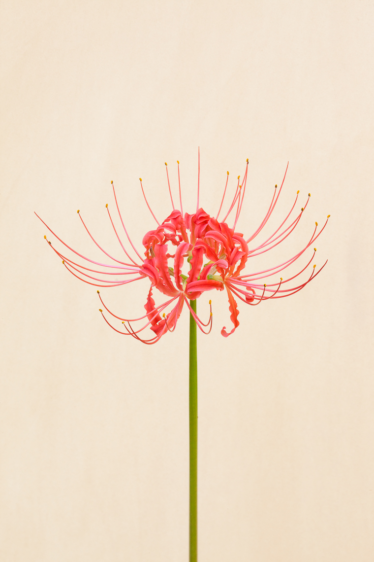 red_spider_lily_4488