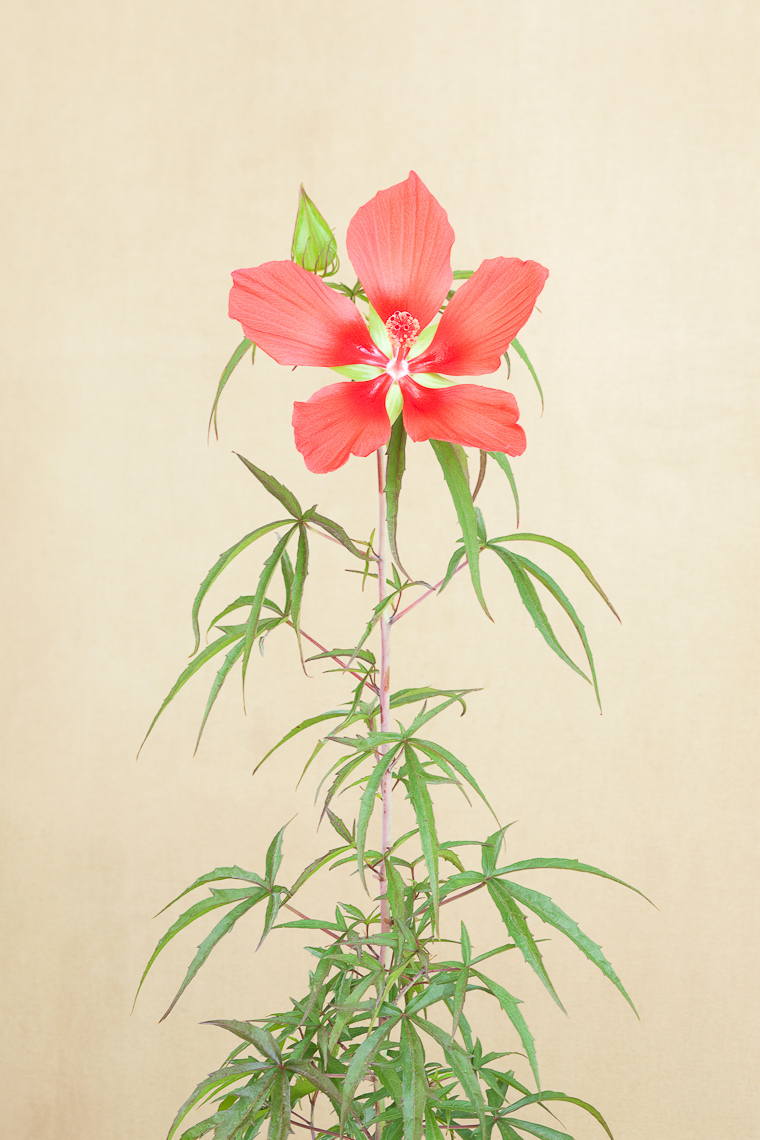 red_star_hibiscus_3013