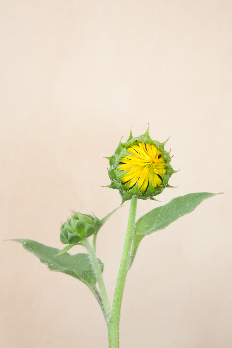 sunflower_3653
