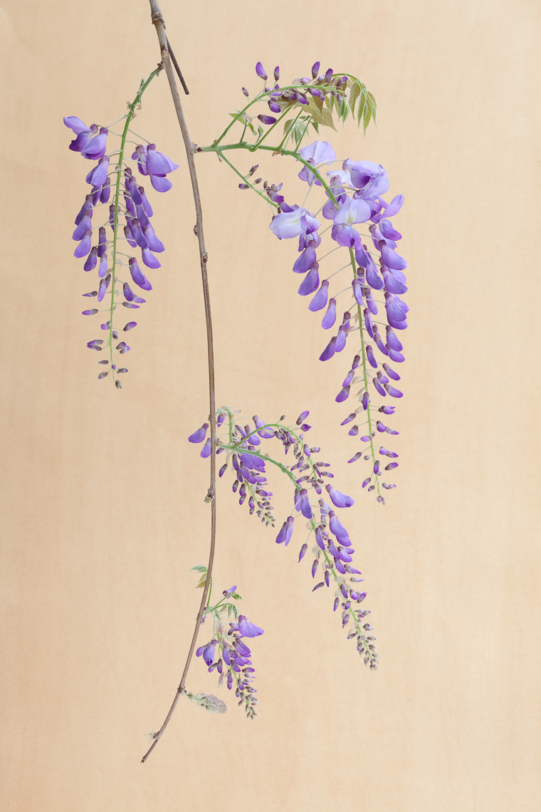 wisteria_8327